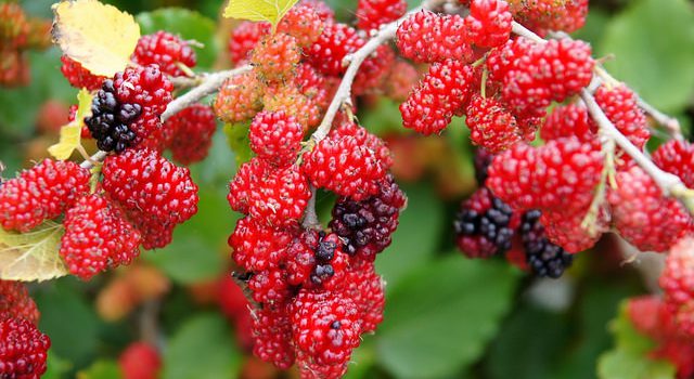 收藏初夏限定的桑葚美味|採收台灣好農桑果 親手做瓶營養果醬 收藏初夏限定的桑葚美味|採收台灣好農桑果 親手做瓶營養果醬