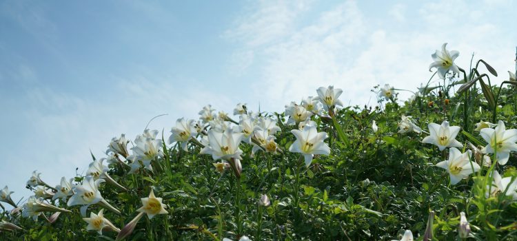 北海岸夏季秘境【千朵野百合盛開】這個地方我們大學時都去過! 北海岸夏季秘境【千朵野百合盛開】這個地方我們大學時都去過!