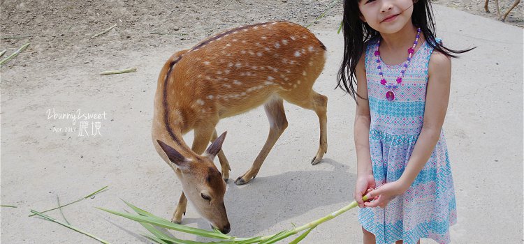 台灣也有超萌小鹿斑比!【墾丁小奈良】梅花鹿生態公園「鹿境」 台灣也有超萌小鹿斑比!【墾丁小奈良】梅花鹿生態公園「鹿境」