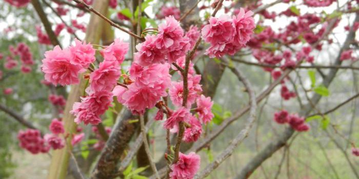 賞櫻免出國!全台灣賞櫻景點大公開 賞櫻免出國!全台灣賞櫻景點大公開