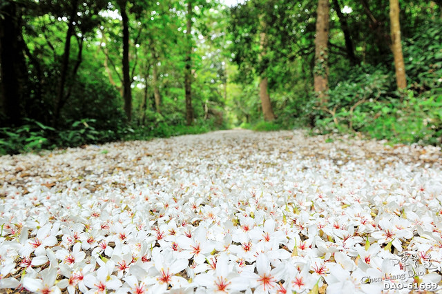初夏裡的白雪紛飛場景 ???? 造訪苗栗桐花季