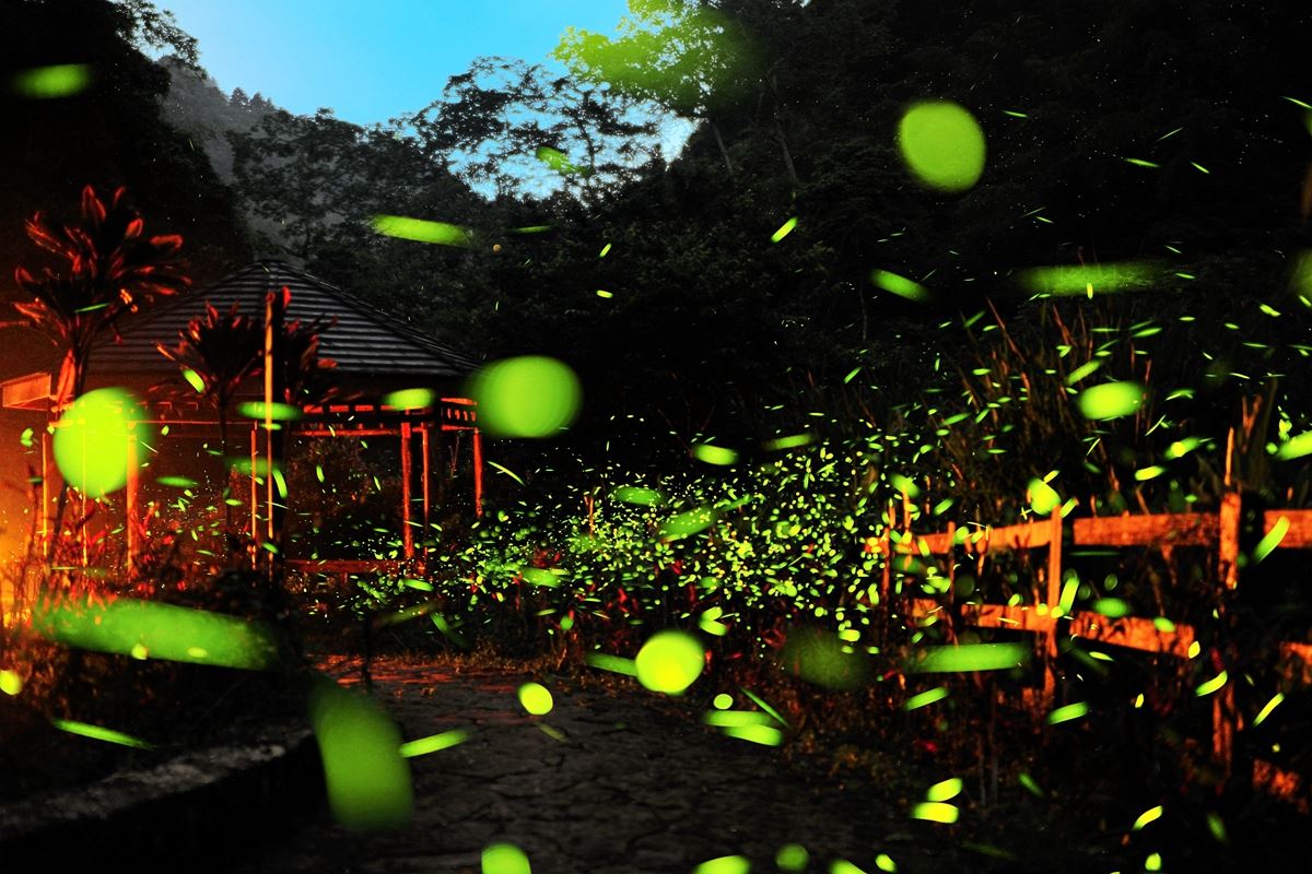 天黑不閉眼!交給成千上萬的【螢火蟲】點亮你的美好夏夜 |5/11到嘉義梅山賞螢囉~