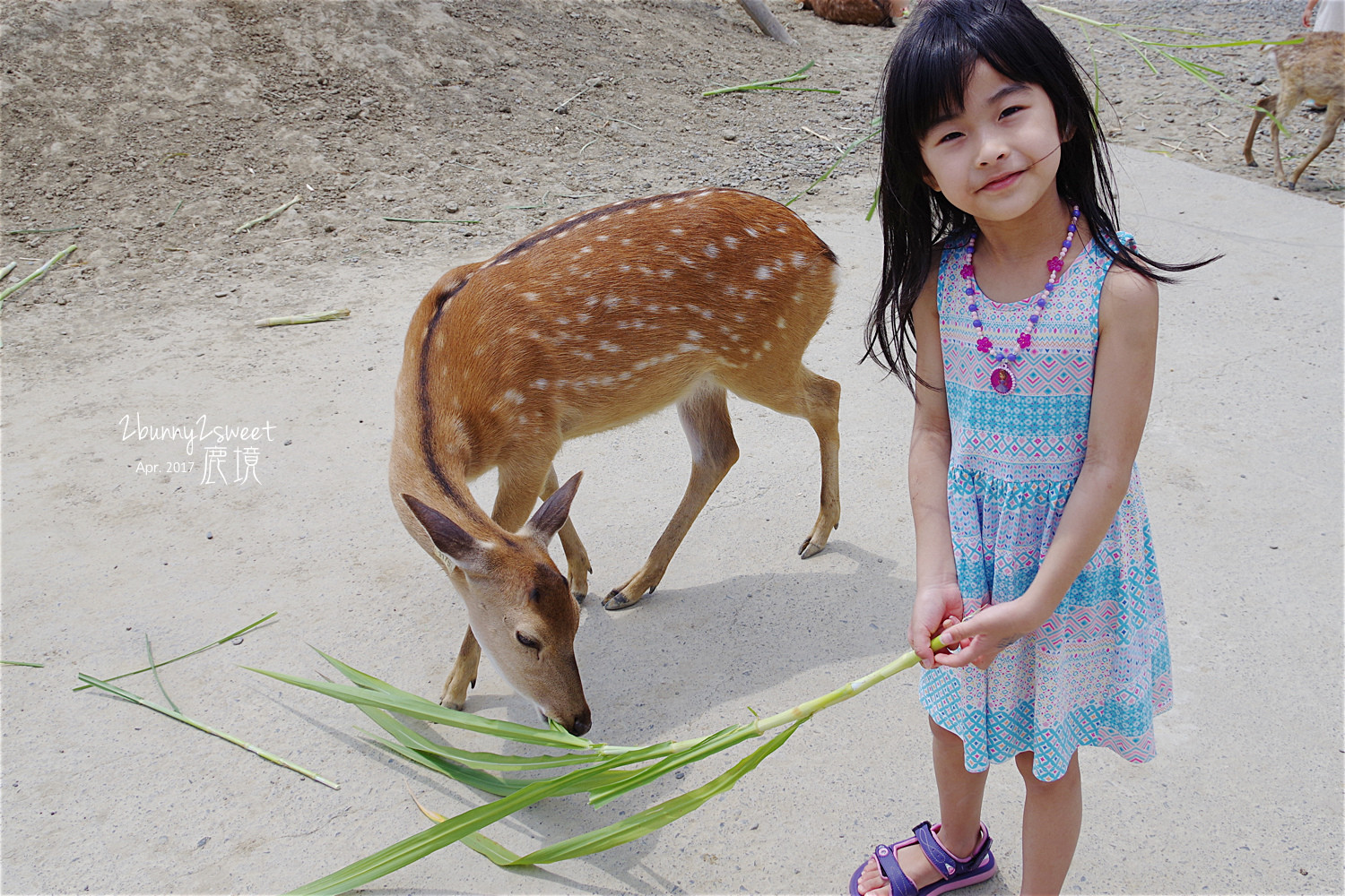 台灣也有超萌小鹿斑比!【墾丁小奈良】梅花鹿生態公園「鹿境」
