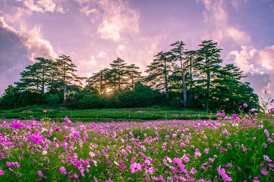 【季節限定】波斯菊花海爆炸盛開!台中「福壽山農場」被繽紛花毯全面攻佔!