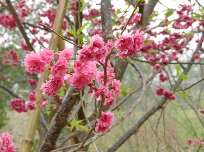 賞櫻免出國!全台灣賞櫻景點大公開